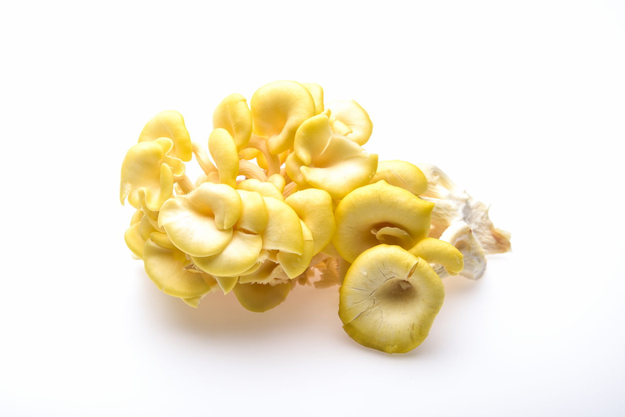 ciuperci-pleurotus-galben-frisco