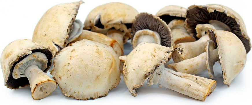 ciuperci-horse-mushrooms